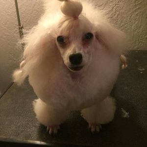 Meet your Posher, Karen